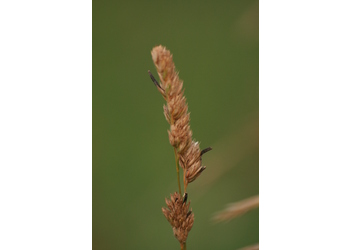Mutterkornpilz (Claviceps purpurea) - © Emanuel Trummer